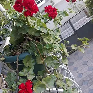 Проживание в семье Izolda, Батуми